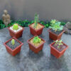 Suculentas Feng Shui