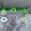 Suculentas Feng Shui