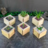 Suculentas Feng Shui
